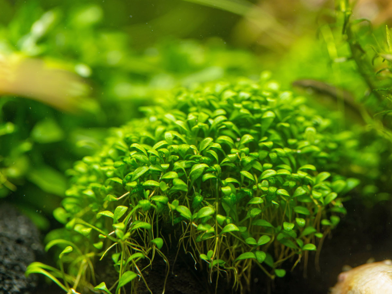 Preview: Zungenblatt - Glossostigma elatinoides Preview: Zungenblatt - Glossostigma elatinoides